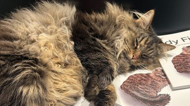 A cat sleeping on two books with cats on the covers