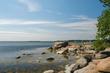 Forest floor blanketed with white flowers, sunlight filtering through trees.